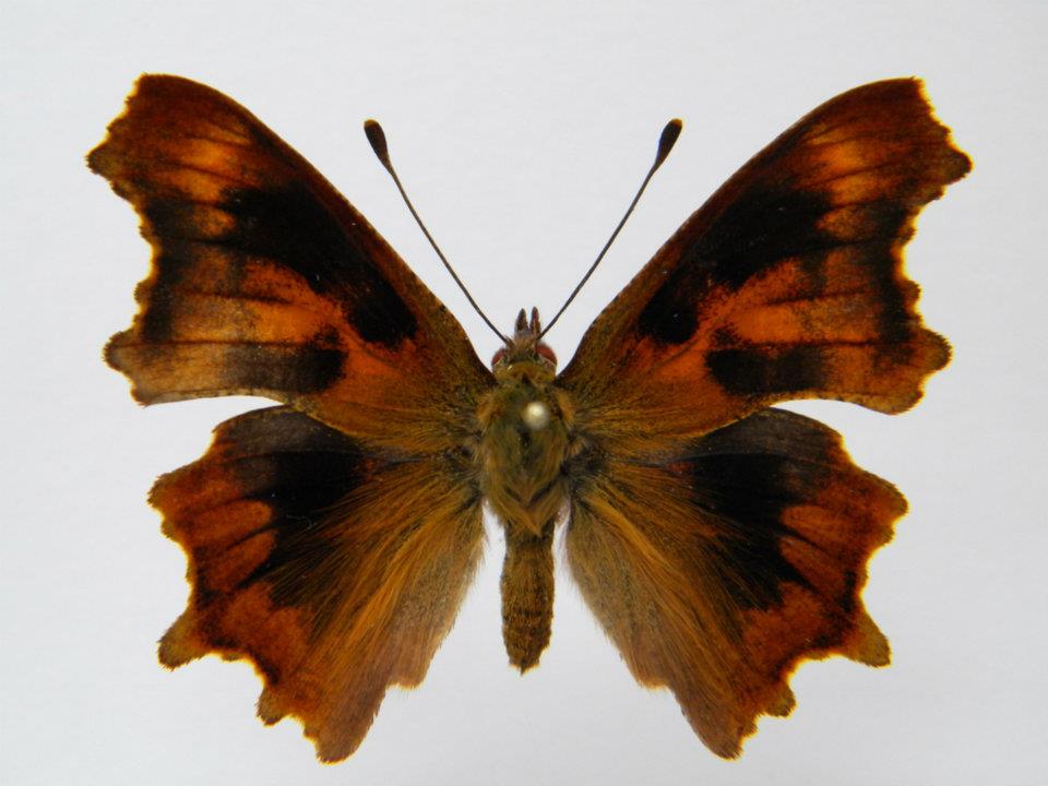 Polygonia c-album (cold shock abb 2) (Internet Image property of respective owner, non-commercial use only)